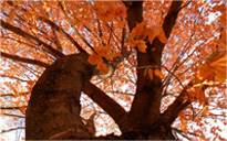 正规渠道在哪的呼死你在线使用